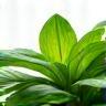 Plante verte en pot, éco-responsabilité